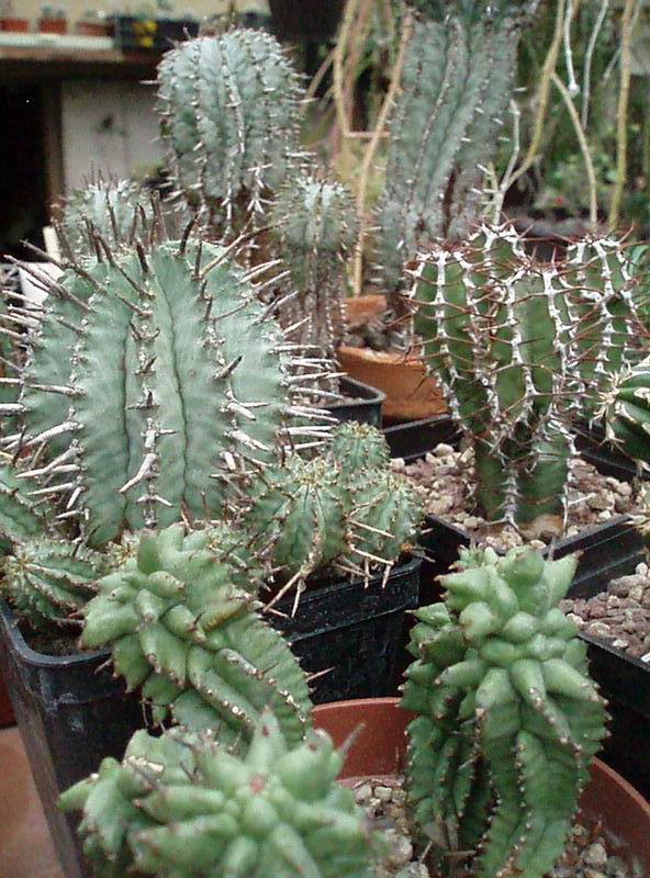 Euphorbia horrida 