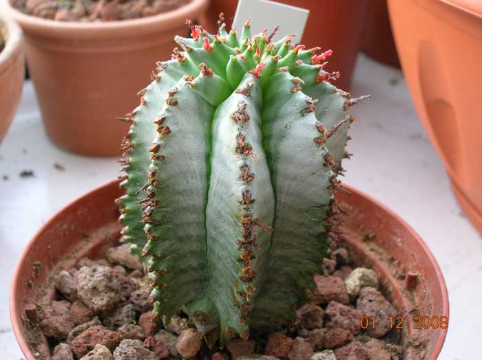 Euphorbia horrida 