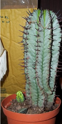 Euphorbia horrida 