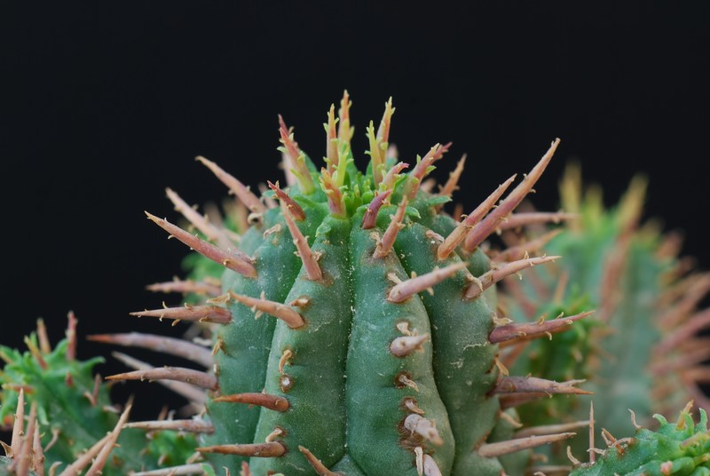 Euphorbia ferox 