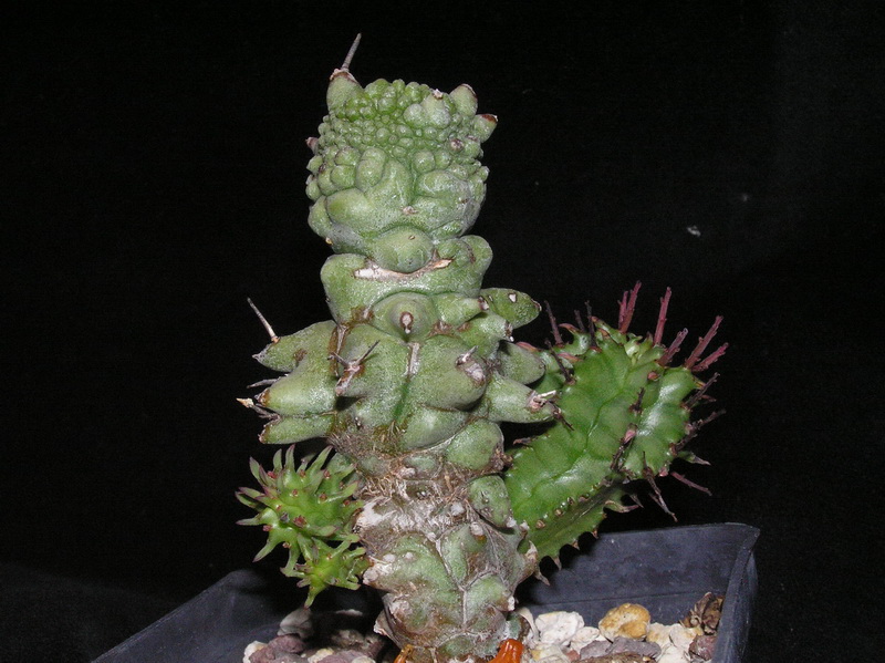 Euphorbia horrida f. monstruosa 