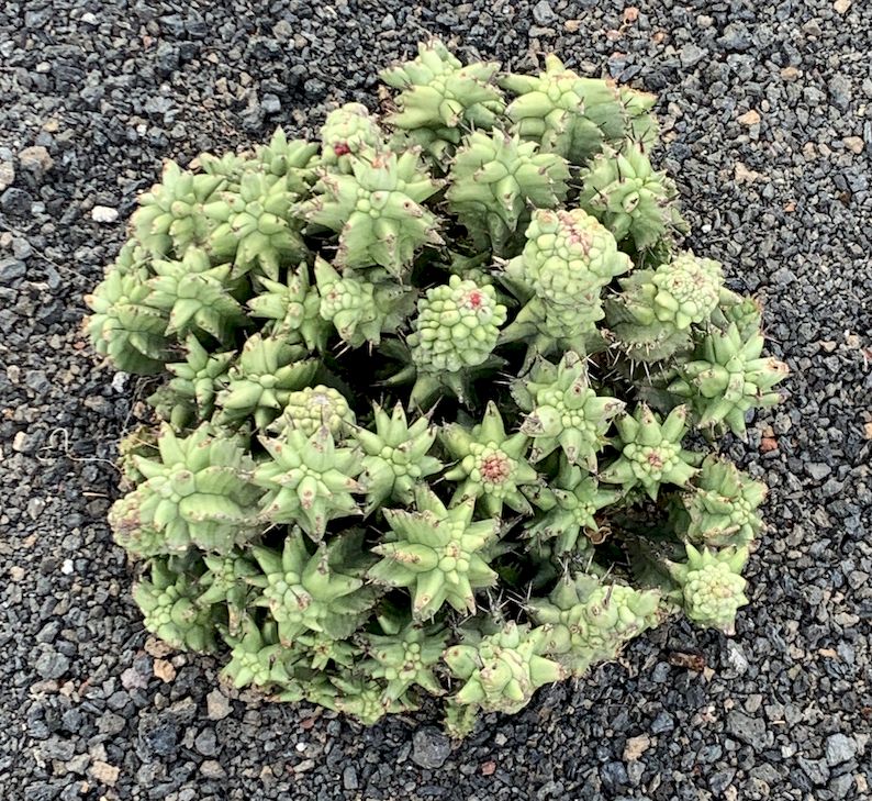 Euphorbia horrida f. monstruosa 