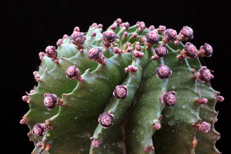 Euphorbia horrida 