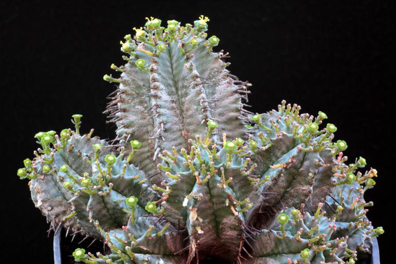 Euphorbia horrida 