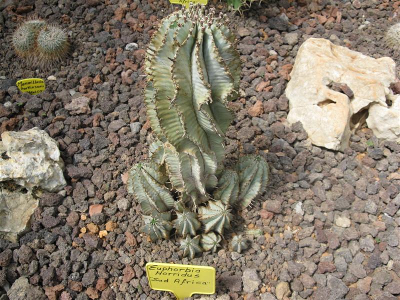 Euphorbia horrida 