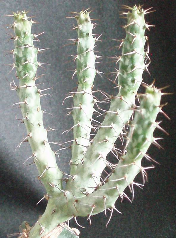 Euphorbia horwoodii 