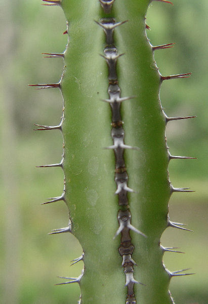 Euphorbia inculta 