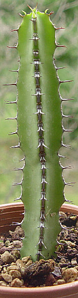Euphorbia inculta 