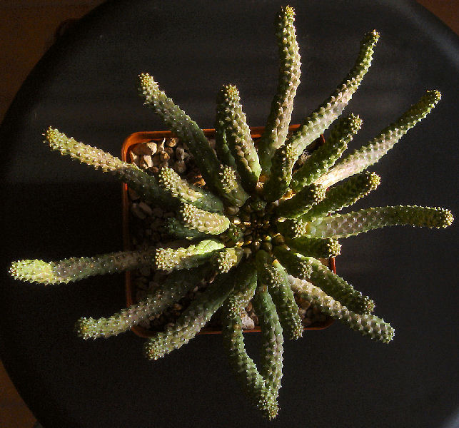 Euphorbia inermis 