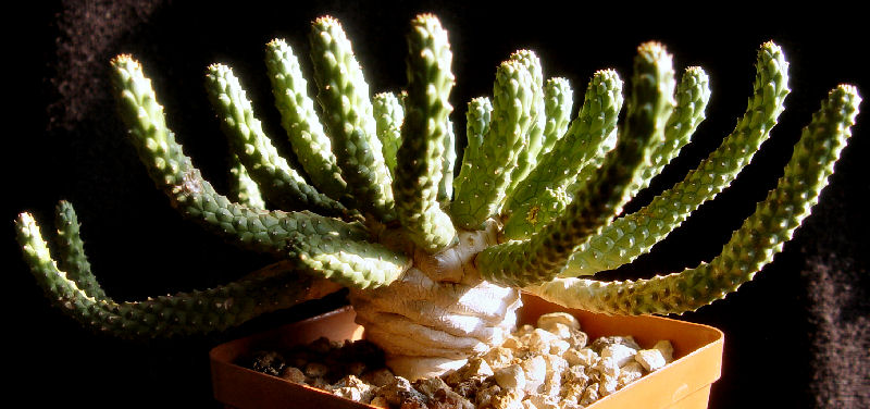 Euphorbia inermis 