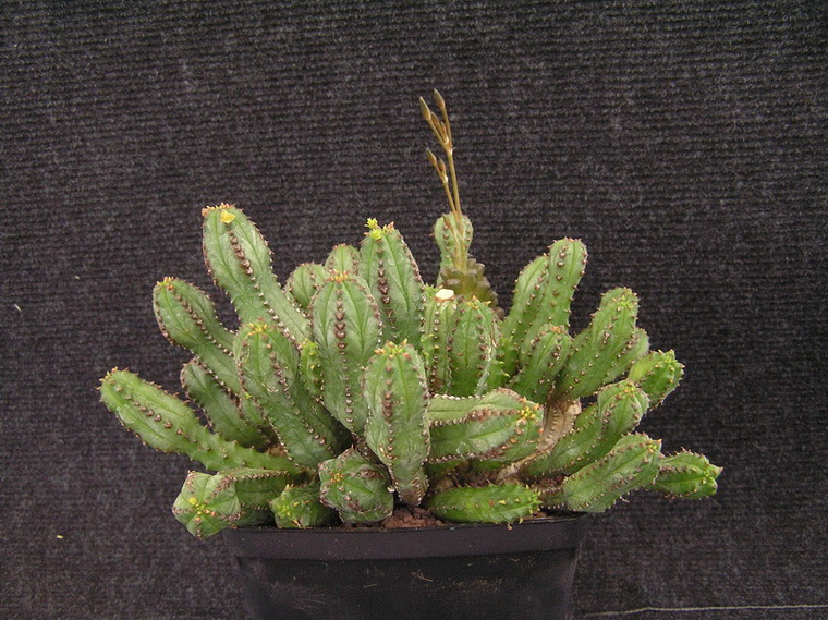 euphorbia jansenvillensis