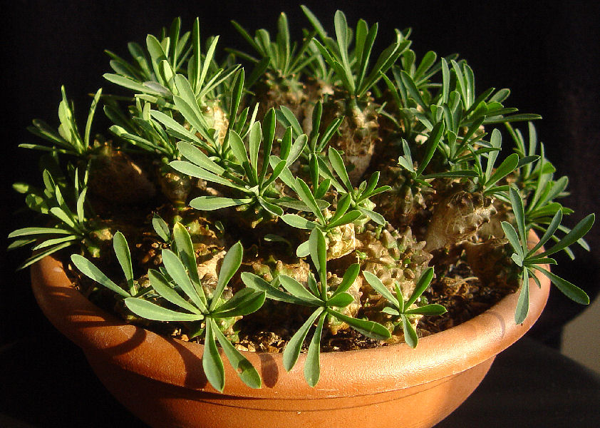 Euphorbia  