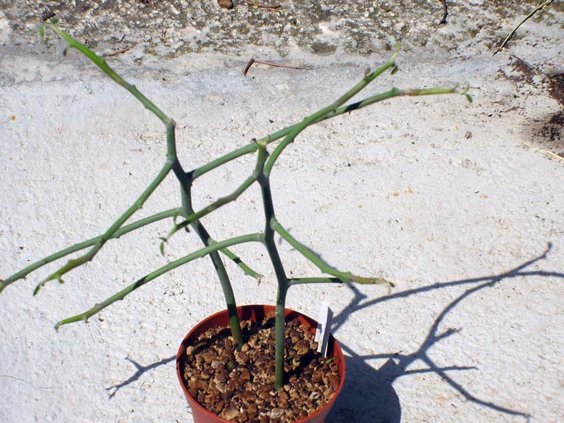 Euphorbia kamponii 