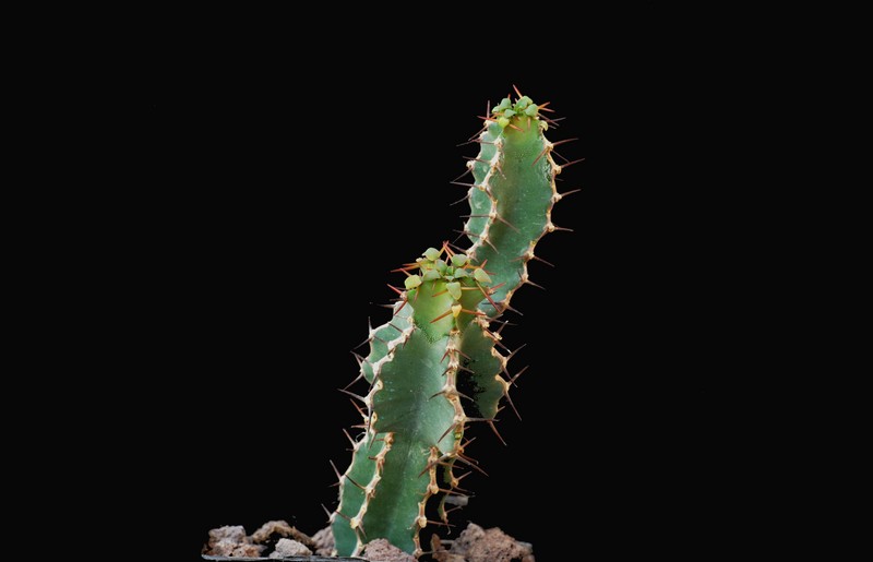 Euphorbia keithii 