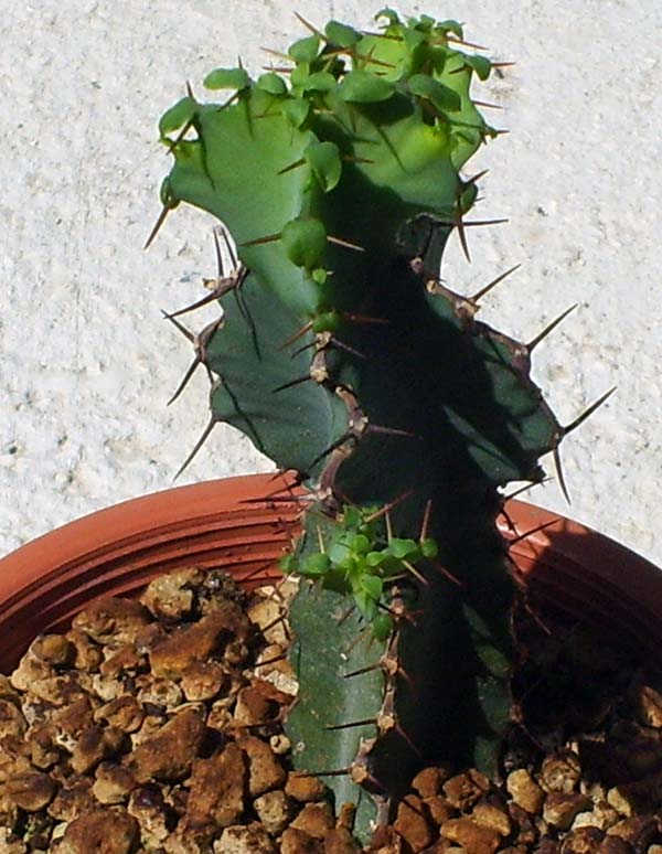 Euphorbia keithii 