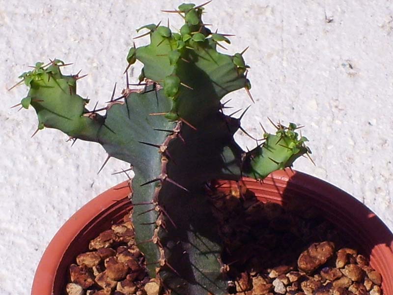 Euphorbia keithii 