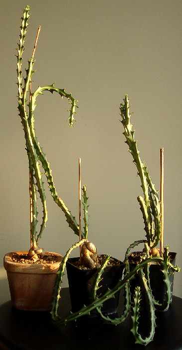 Euphorbia knuthii 