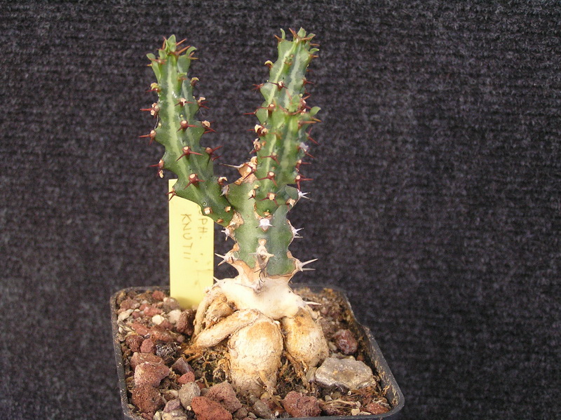 Euphorbia knuthii 