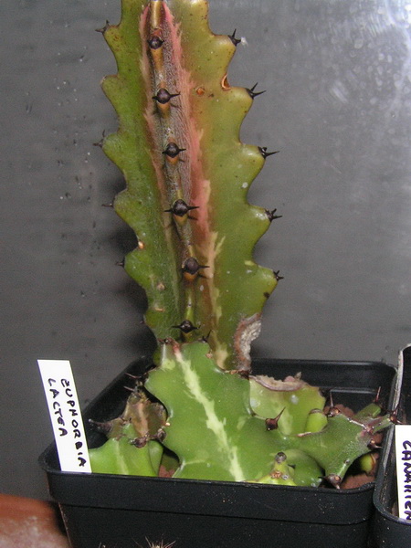 Euphorbia lactea 