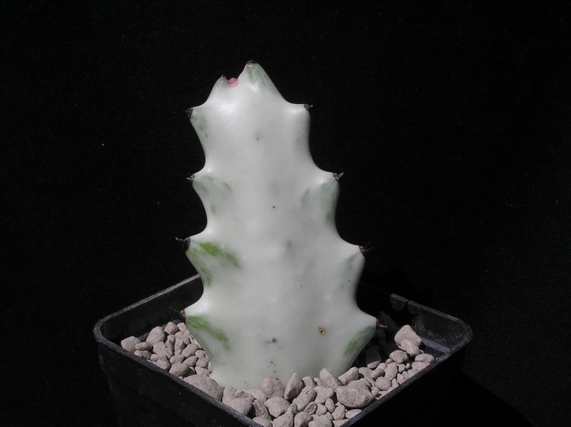 euphorbia lactea