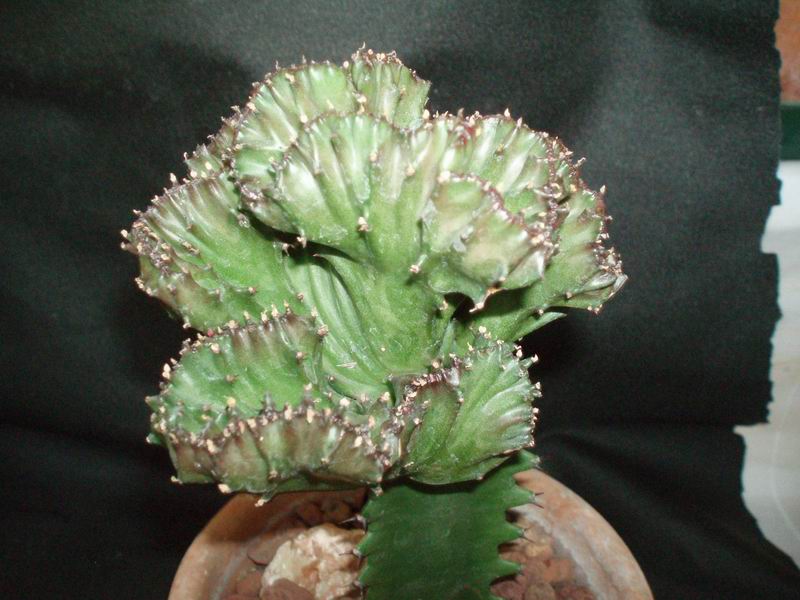 Euphorbia lactea f. cristata 