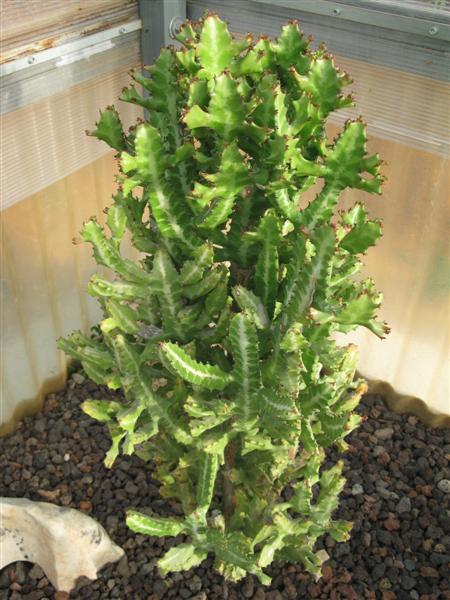 Euphorbia lactea 