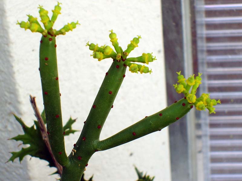 Euphorbia leucodendron 