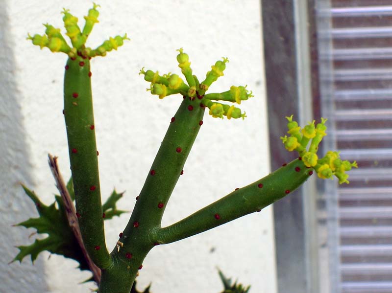 euphorbia leucodendron