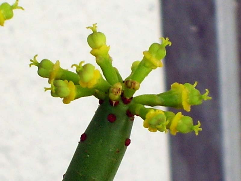 Euphorbia leucodendron  