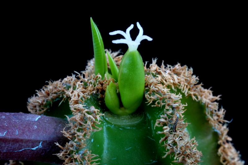 Euphorbia leuconeura 