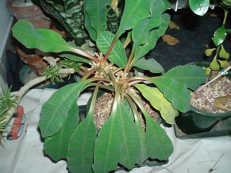 Euphorbia leuconeura 