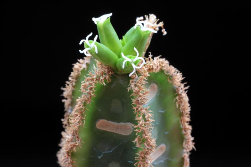 Euphorbia leuconeura 