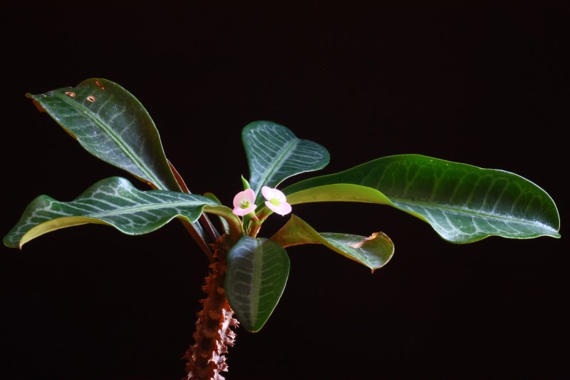 Euphorbia lophogona 