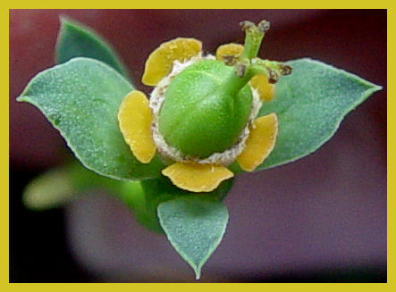 Euphorbia loricata 