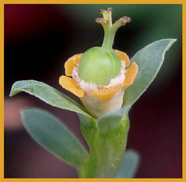 Euphorbia loricata 