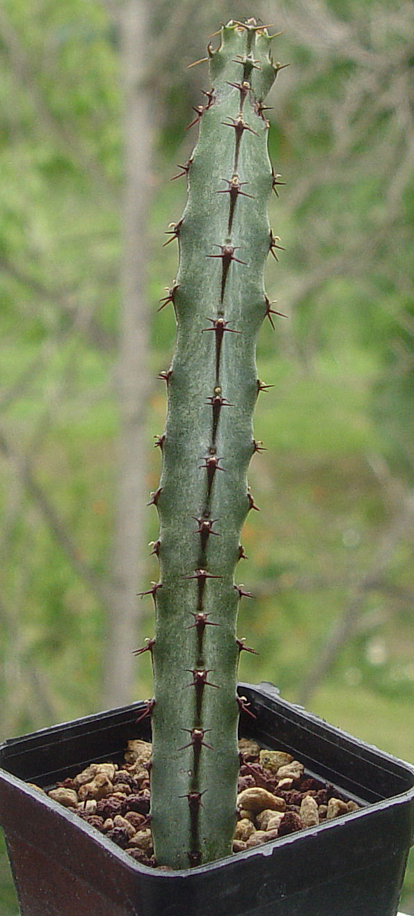 Euphorbia malevola 