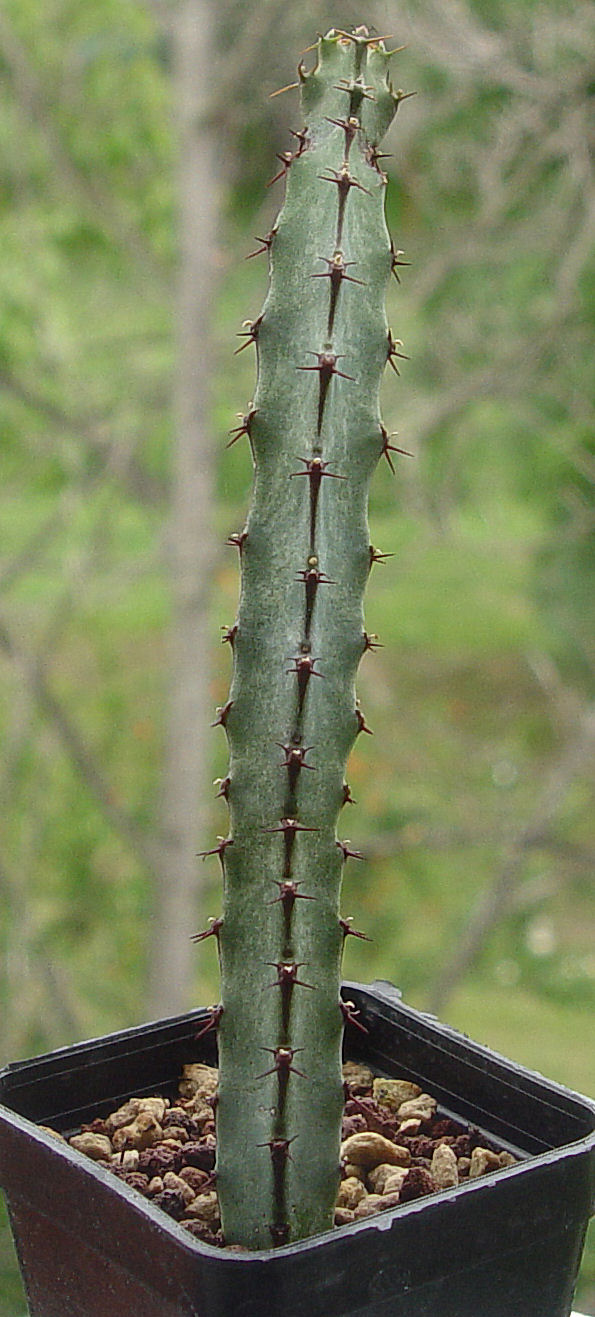 euphorbia malevola