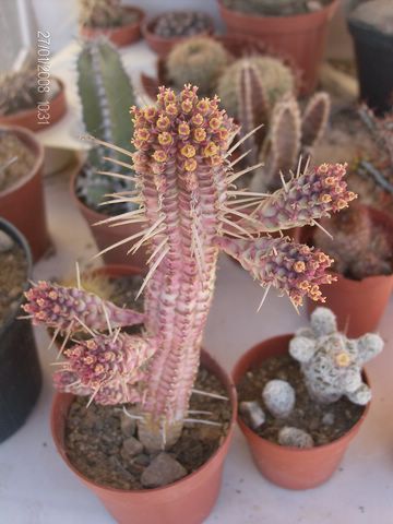 Euphorbia mammillaris f. variegata 