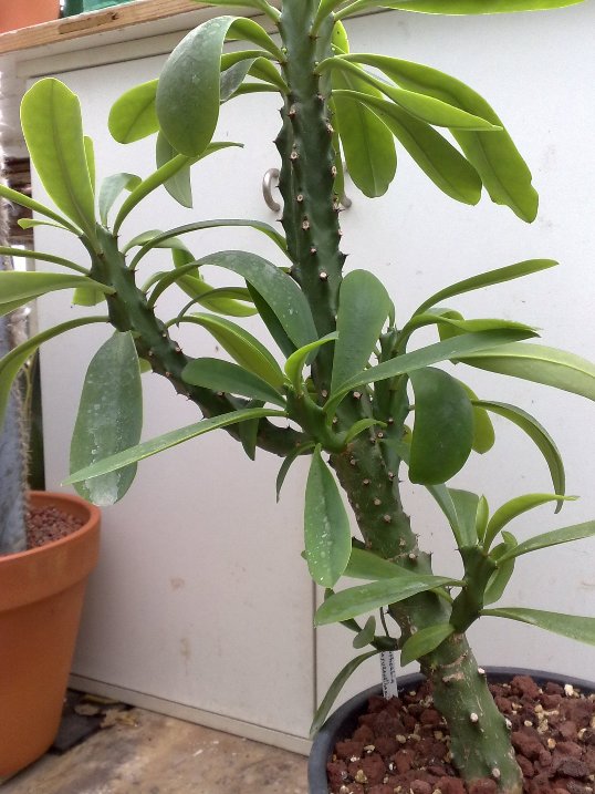 Euphorbia neriifolia 