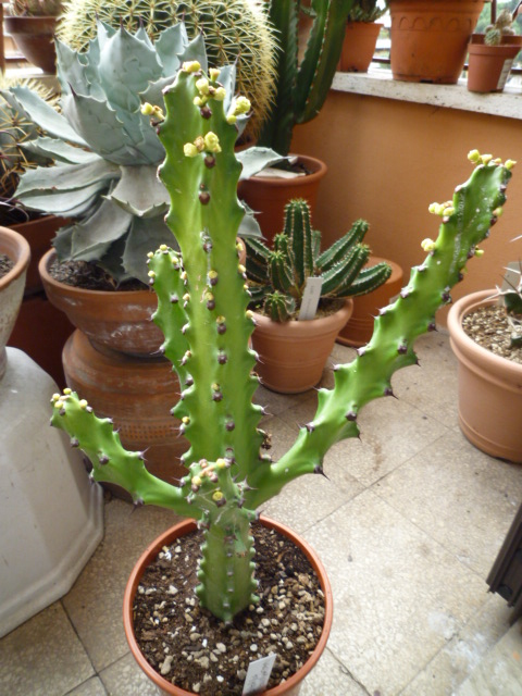Euphorbia mayuranathanii 