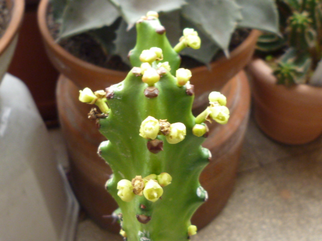 Euphorbia mayuranathanii 