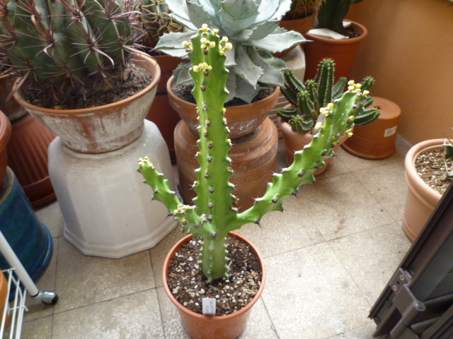 Euphorbia mayuranathanii 