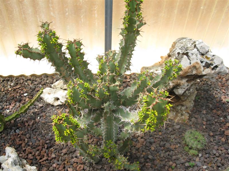 Euphorbia coerulescens 