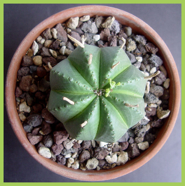 Euphorbia meloformis 