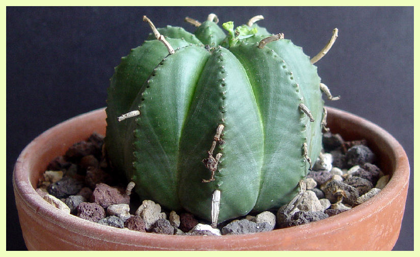 Euphorbia meloformis 