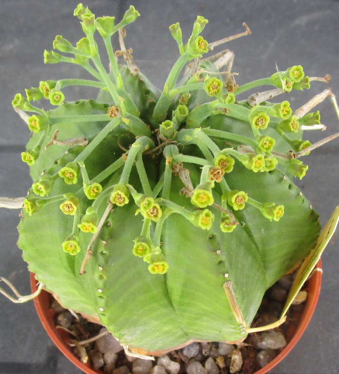 Euphorbia meloformis 