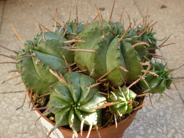 Euphorbia meloformis 