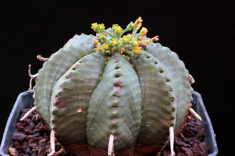 Euphorbia meloformis 