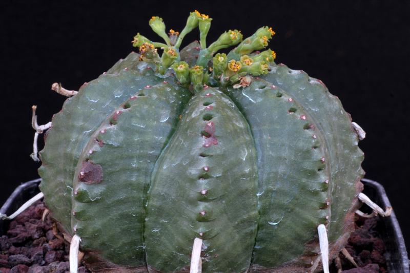 Euphorbia meloformis 