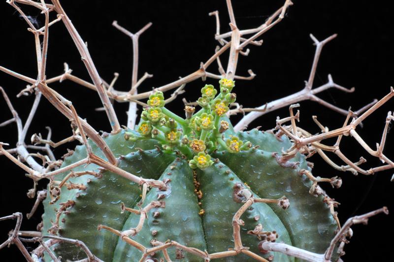 Euphorbia meloformis ssp. valida 